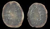 Rhaphidiophorus Fossil Worm (Pos/Neg) - Mazon Creek #70584-1